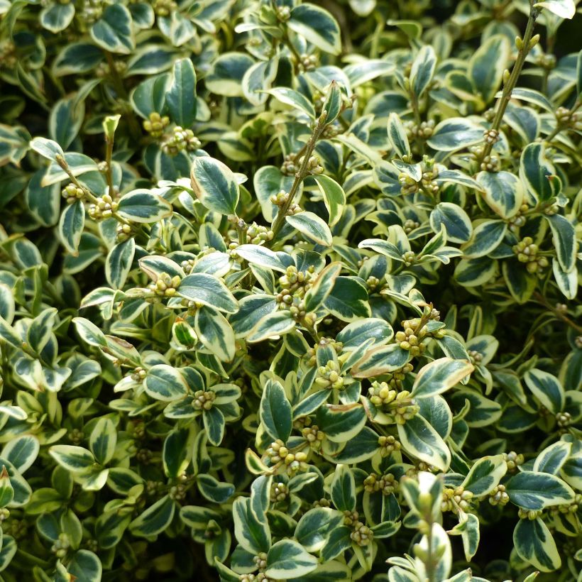 Buxus sempervirens Elegans - Bosso variegato (Fogliame)