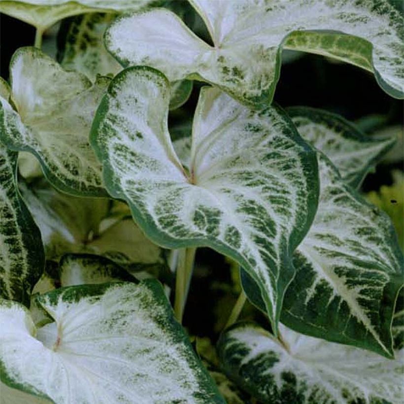 Caladium Aaron - Caladio (Fogliame)