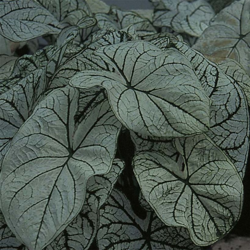 Caladium bicolor Candidum - Caladio (Fogliame)