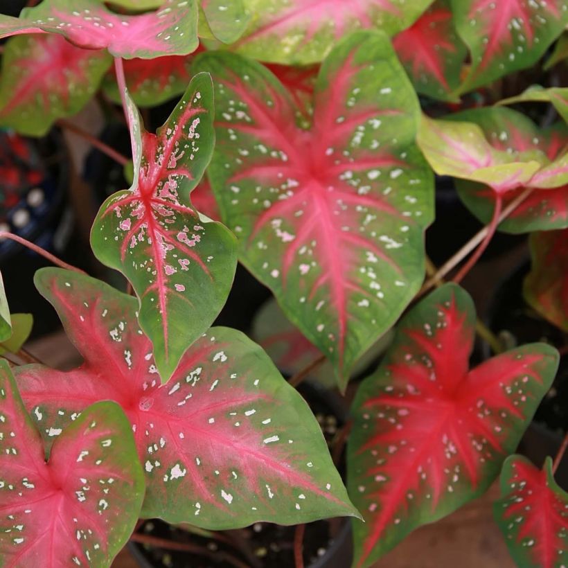 Caladium Red Flash - Caladio (Fogliame)