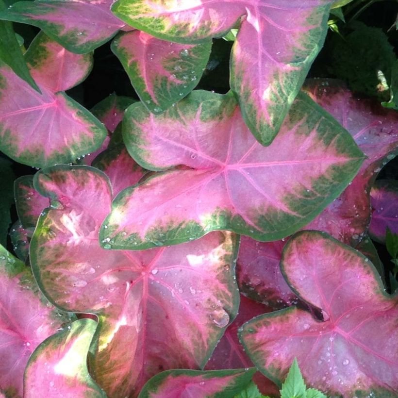 Caladium Rosebud - Caladio (Fogliame)