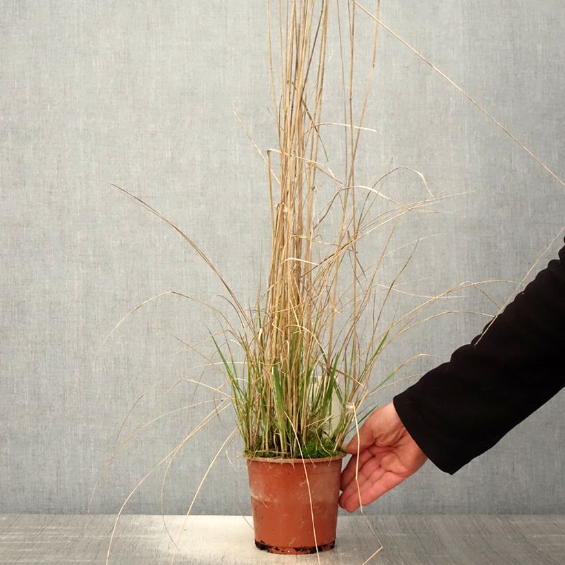 Calamagrostis acutiflora Avalanche - Calamagrostide en pot de 1L/1.5L esemplare consegnato in primavera