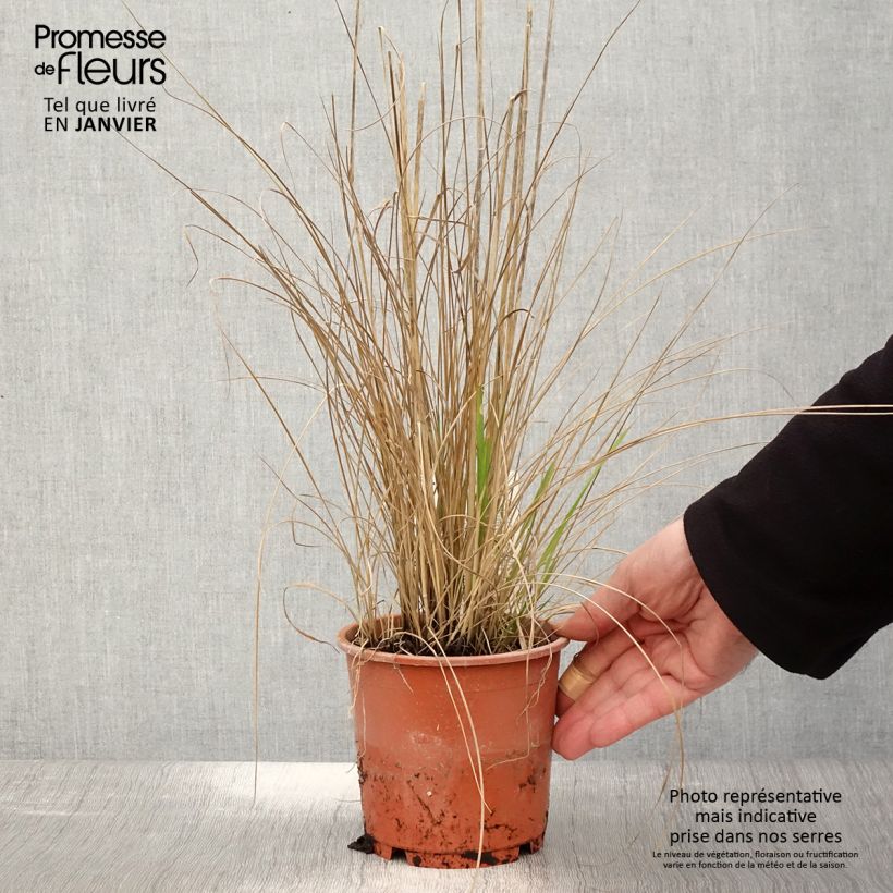 Calamagrostis acutiflora Waldenbuch - pot de 1L/1.5L esemplare consegnato in inverno