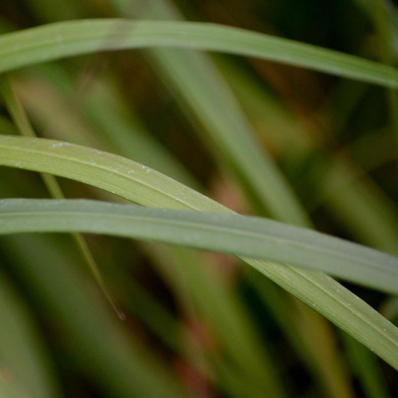 Calamagrostis brachytricha (Fogliame)