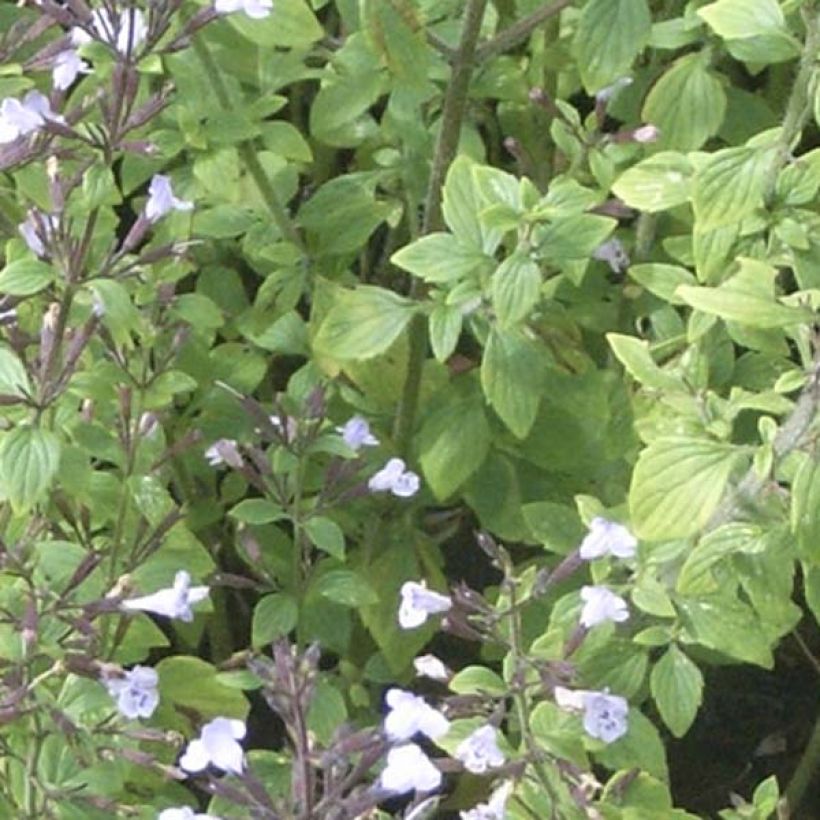 Calamintha nepeta - Mentuccia commune (Fogliame)