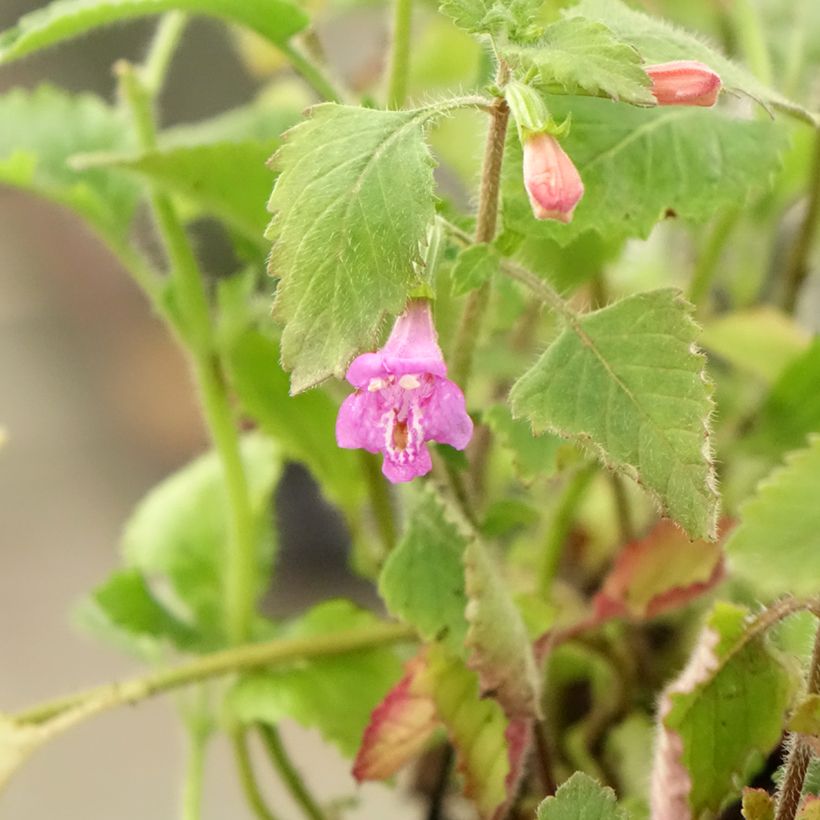 Calamintha grandiflora - Mentuccia (Fogliame)