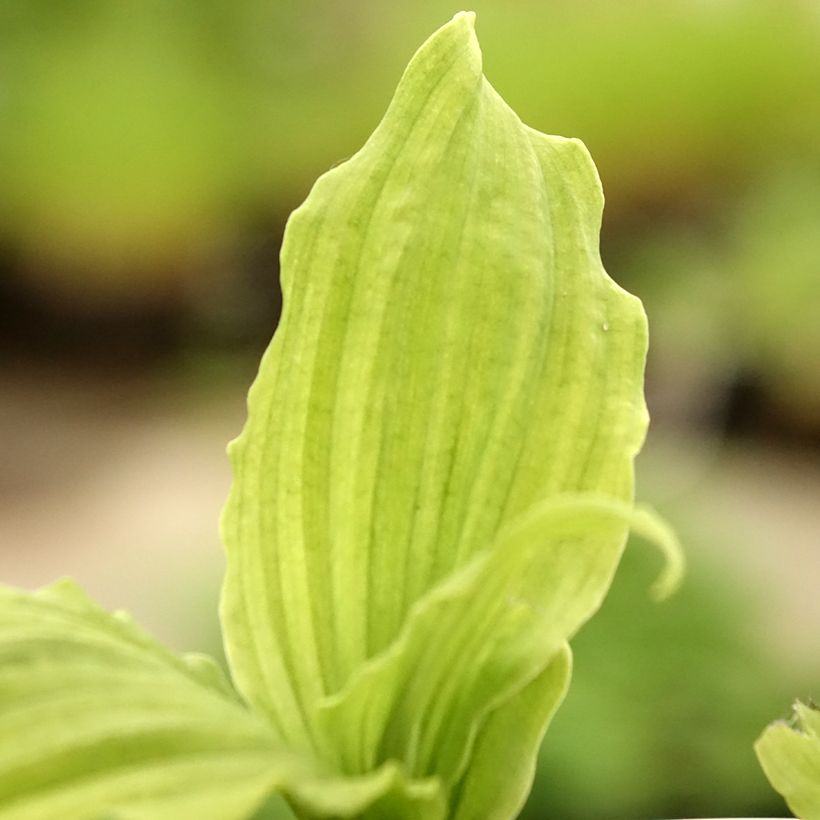 Calanthe reflexa (Fogliame)