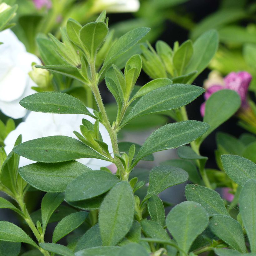 Calibrachoa Can-Can Rosies Pink Vein - Petunia nana (Fogliame)