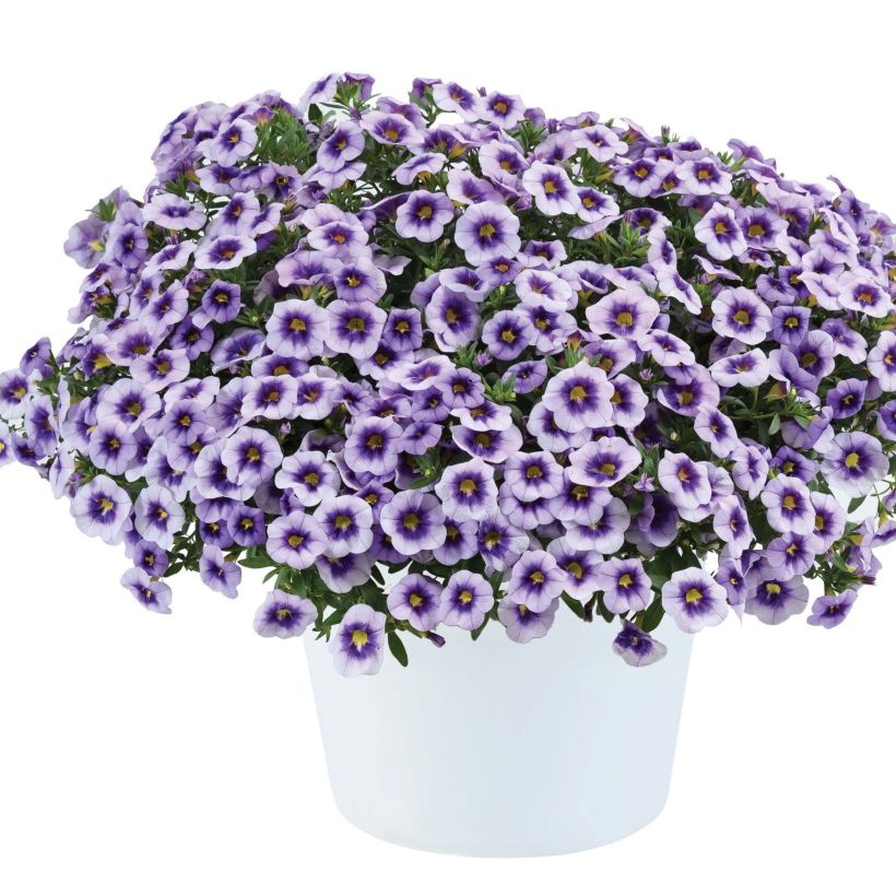 Calibrachoa Eyeconic Purple - Petunia nana (Porto)