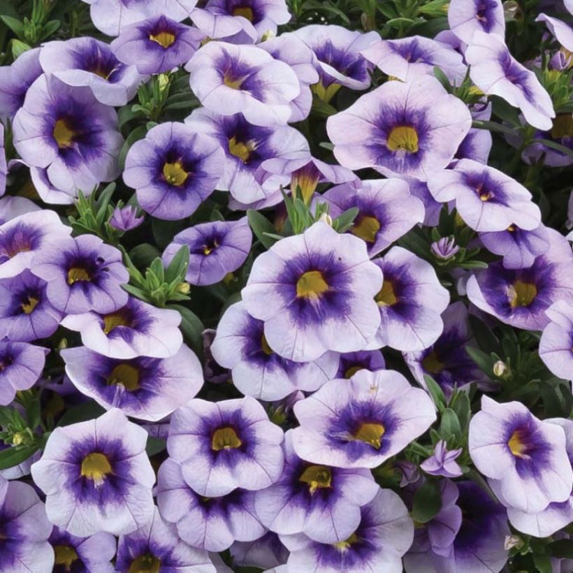 Calibrachoa Eyeconic Purple - Petunia nana (Fioritura)