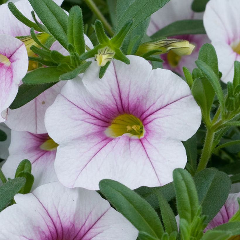 Calibrachoa Noa Almond Blossom - Petunia nana (Fioritura)