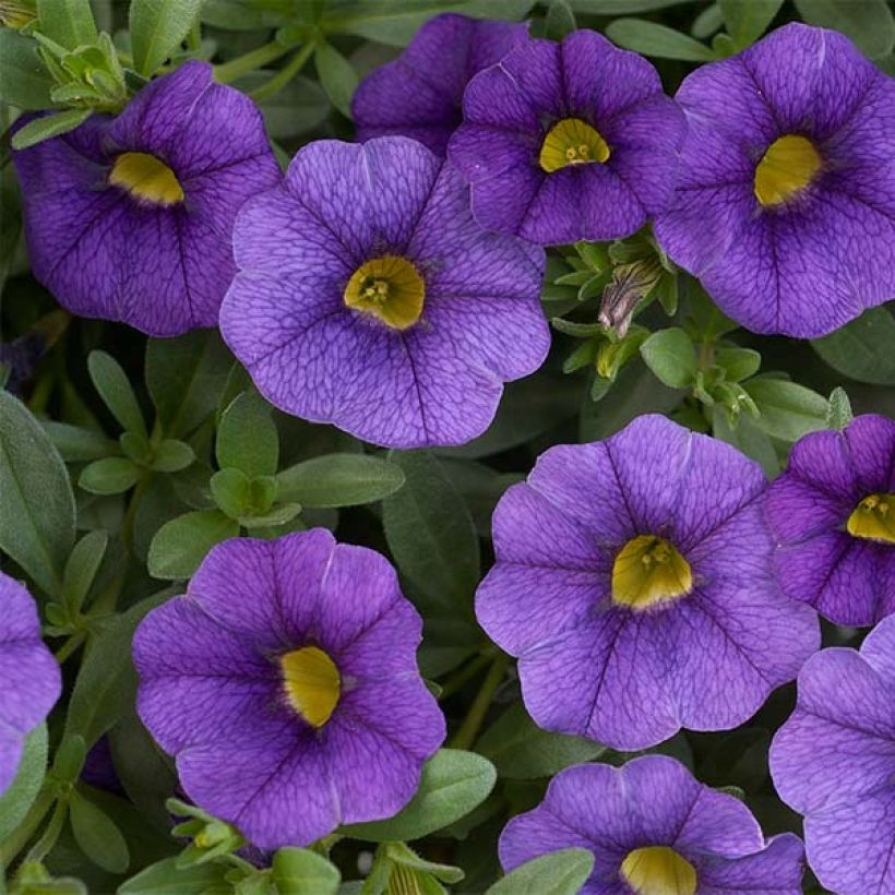 Calibrachoa Superbells Unique Blue Violet - Petunia nana (Fioritura)