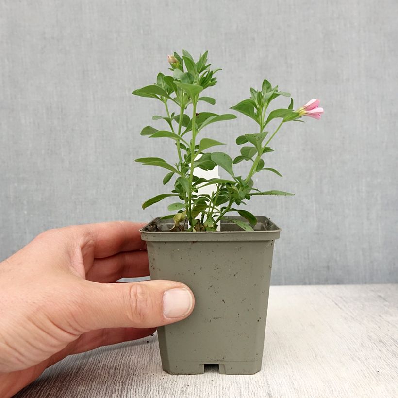 Calibrachoa Noa Bubblegum - Mini-pétunia - Pot de 10 cm/11cm esemplare consegnato in primavera