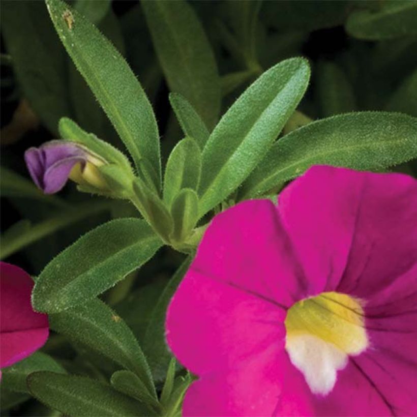 Calibrachoa Noa Dark Pink Carnival - Petunia nana (Fogliame)