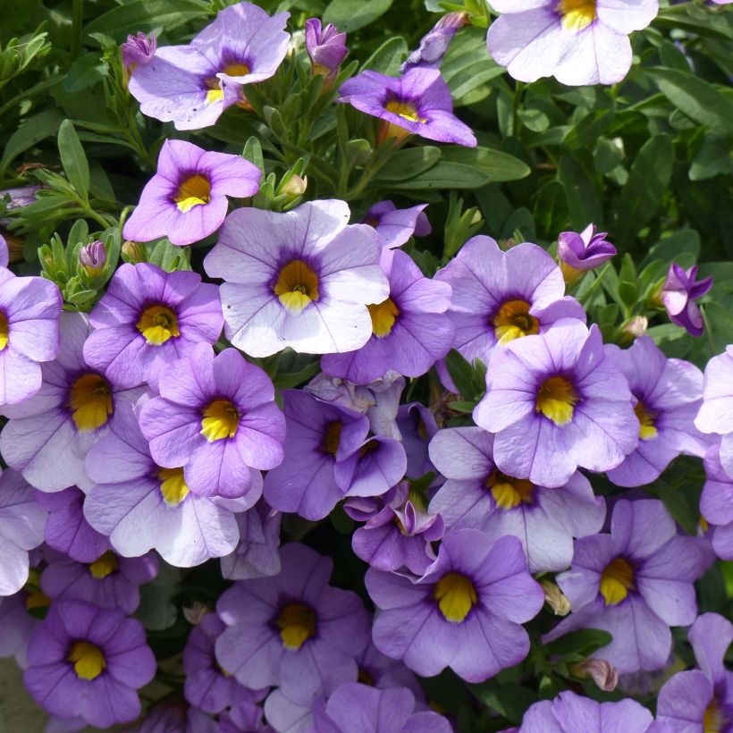 Calibrachoa Superbells Unique Lavender - Petunia nana (Fioritura)