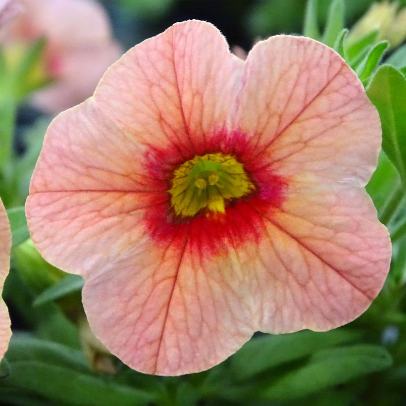 Calibrachoa Superbells Unique Mango Punch - Petunia nana (Fioritura)