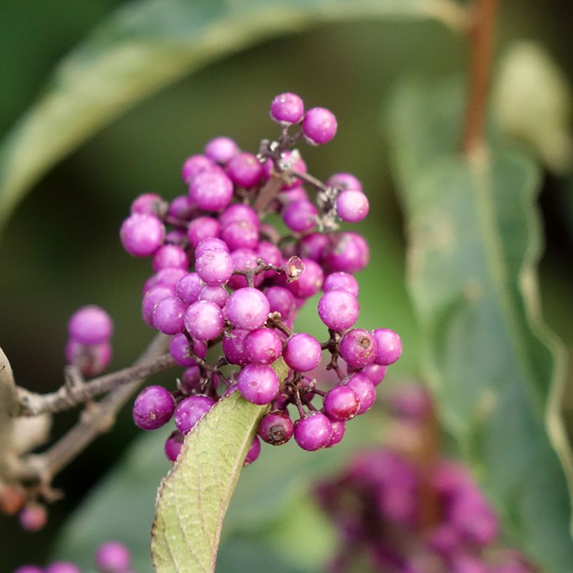 Callicarpa bodinieri Imperial Pearl (Fioritura)