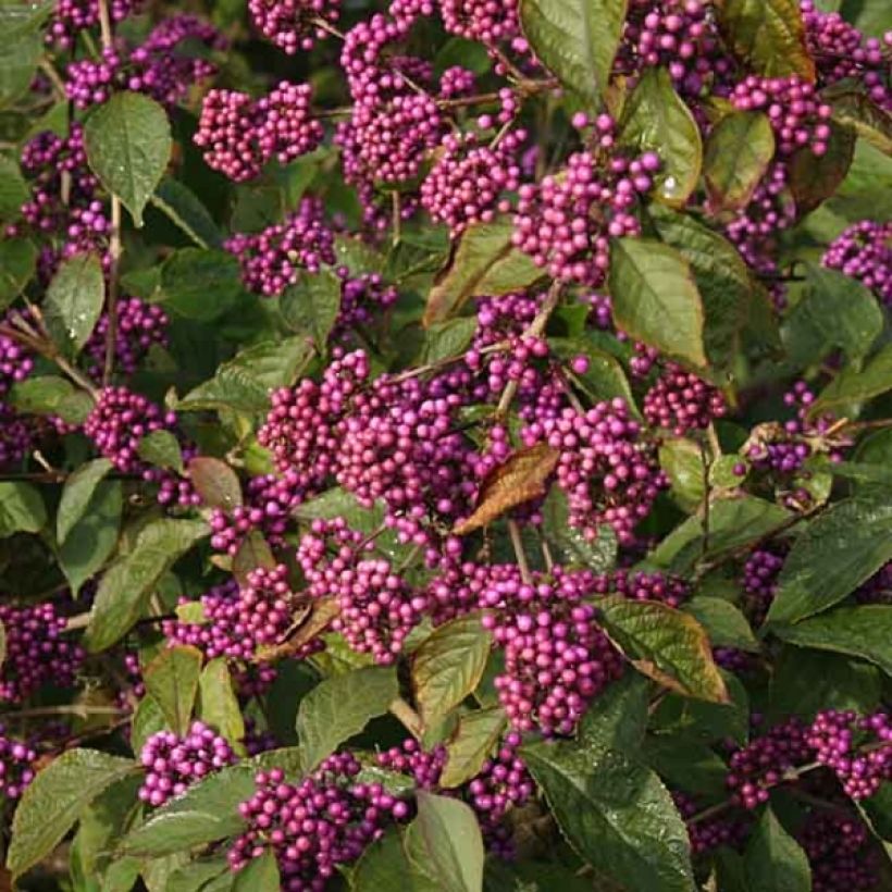 Callicarpa bodinieri var. giraldii Profusion (Fioritura)