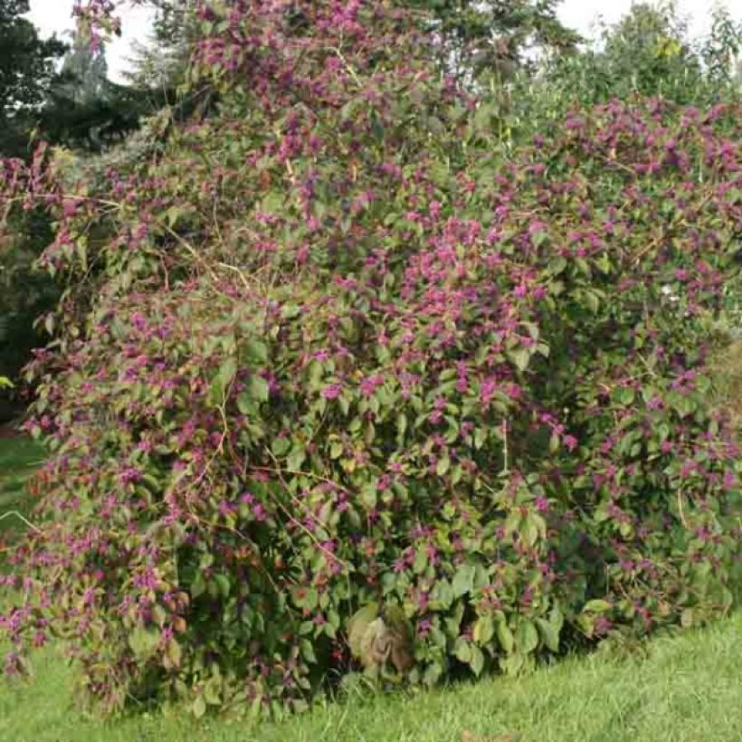 Callicarpa bodinieri var. giraldii Profusion (Porto)