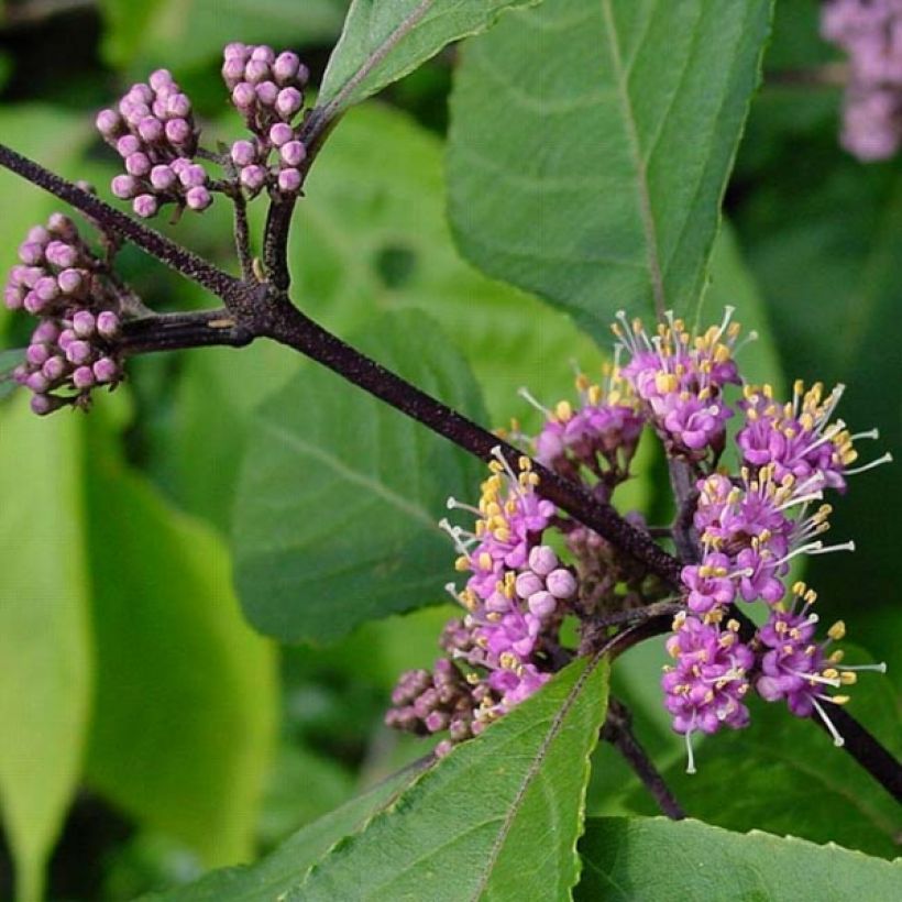 Callicarpa bodinieri var. giraldii Profusion (Fogliame)