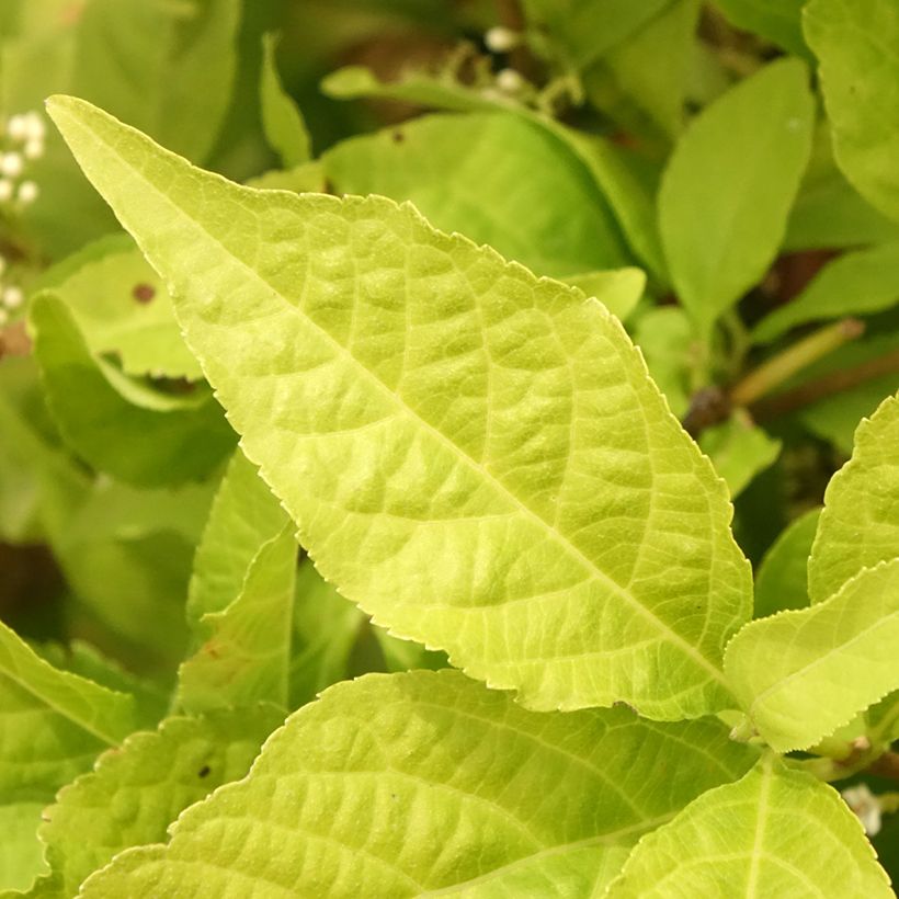 Callicarpa bodinieri Magical Snowqueen (Fogliame)