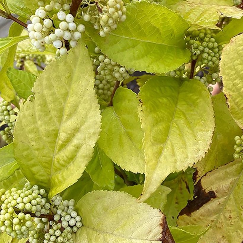 Callicarpa bodinieri Magical Snowstar (Fogliame)