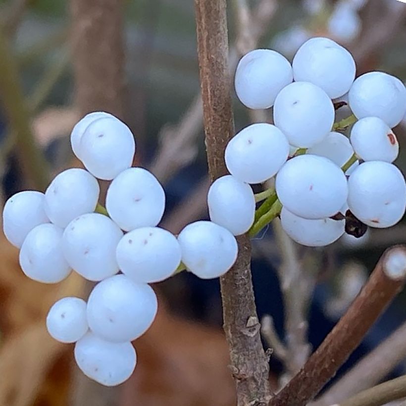 Callicarpa bodinieri Magical Snowstar (Raccolta)