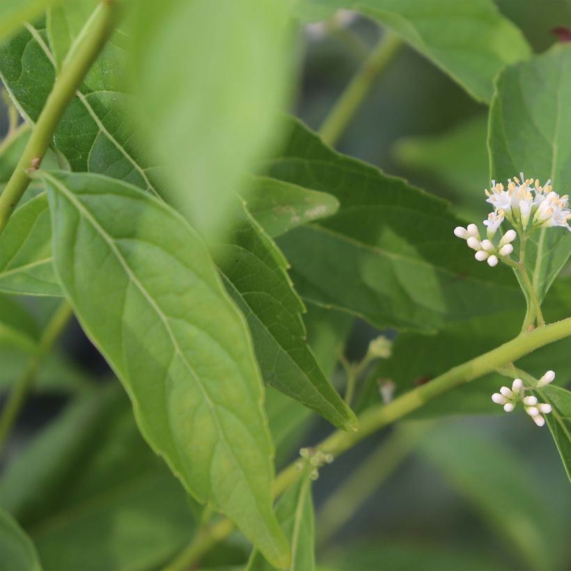 Callicarpa dichotoma Albibacca (Fogliame)