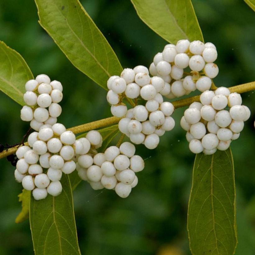 Callicarpa dichotoma Albibacca (Fioritura)