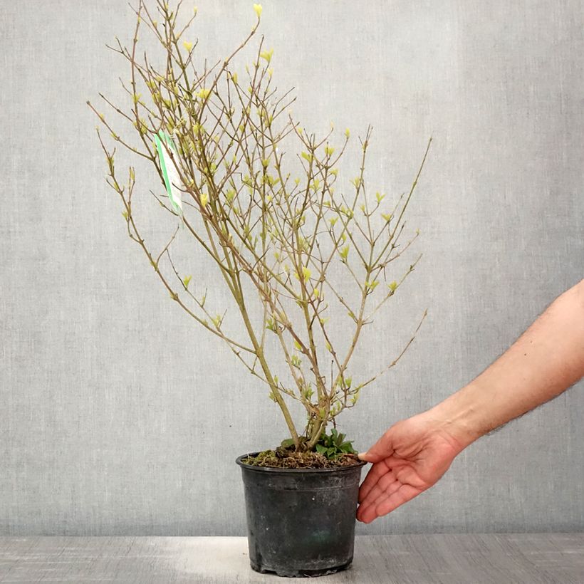 Callicarpa dichotoma Cardinal - Arbuste aux bonbons Pot de 2L/3L esemplare consegnato in primavera