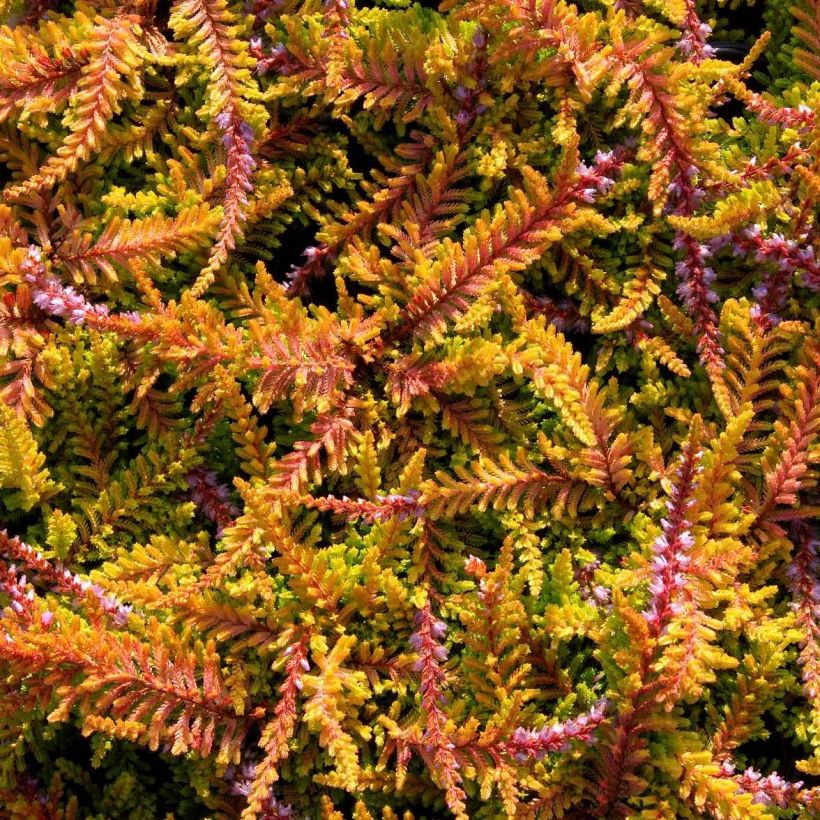 Calluna vulgaris Wickwar Flame - Brugo (Fioritura)