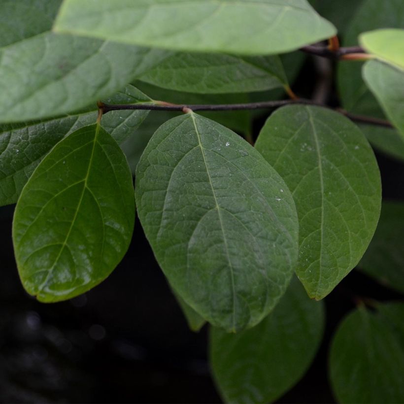 Calycanthus floridus - Calicanto d'Estate (Fogliame)