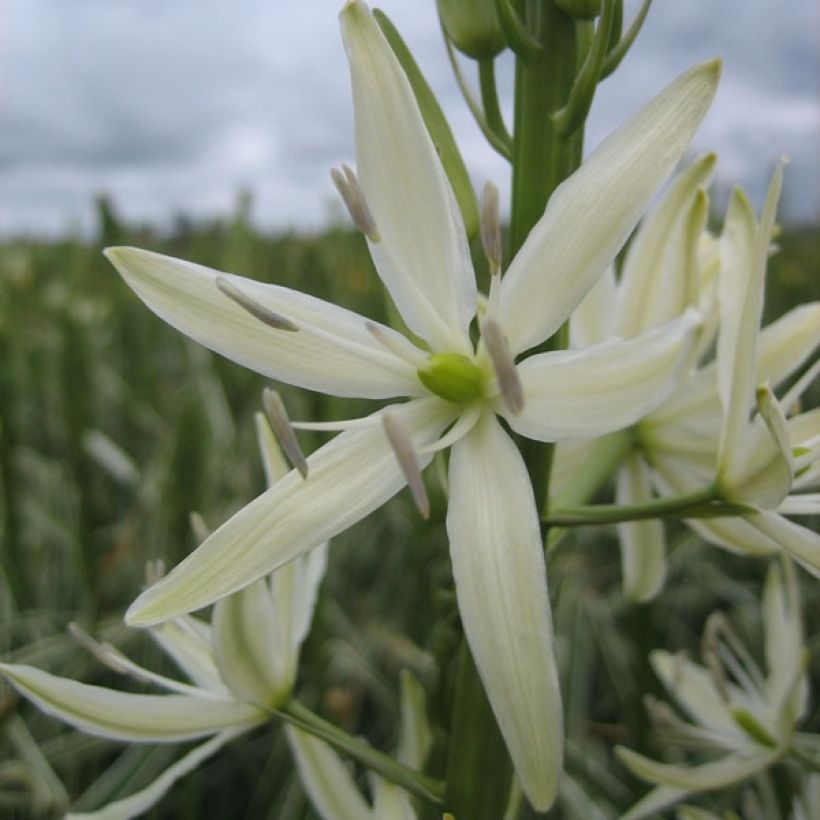 Camassia leichtlinii Sacajawea (Fioritura)