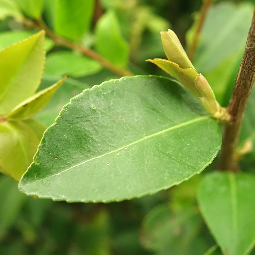 Camellia Cinnamon Cindy (Fogliame)