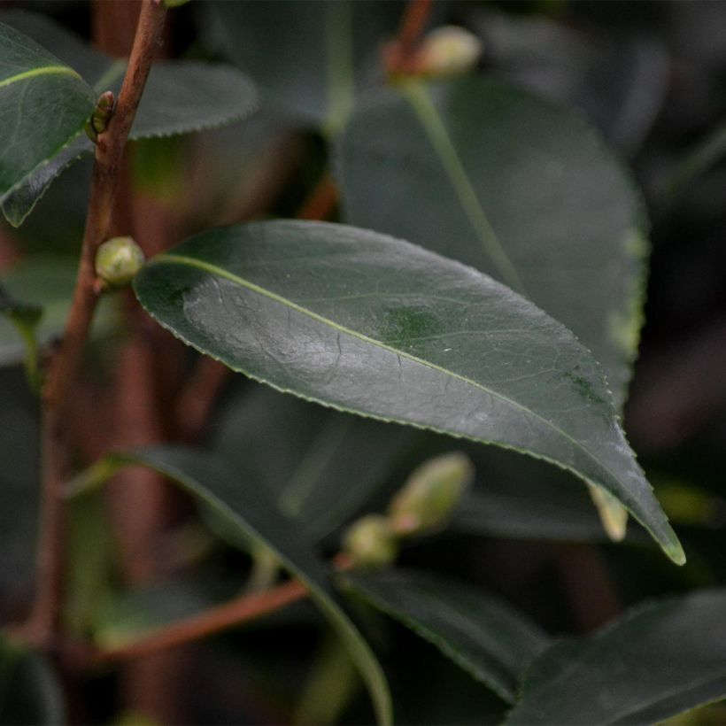 Camellia Spring Festival (Fogliame)