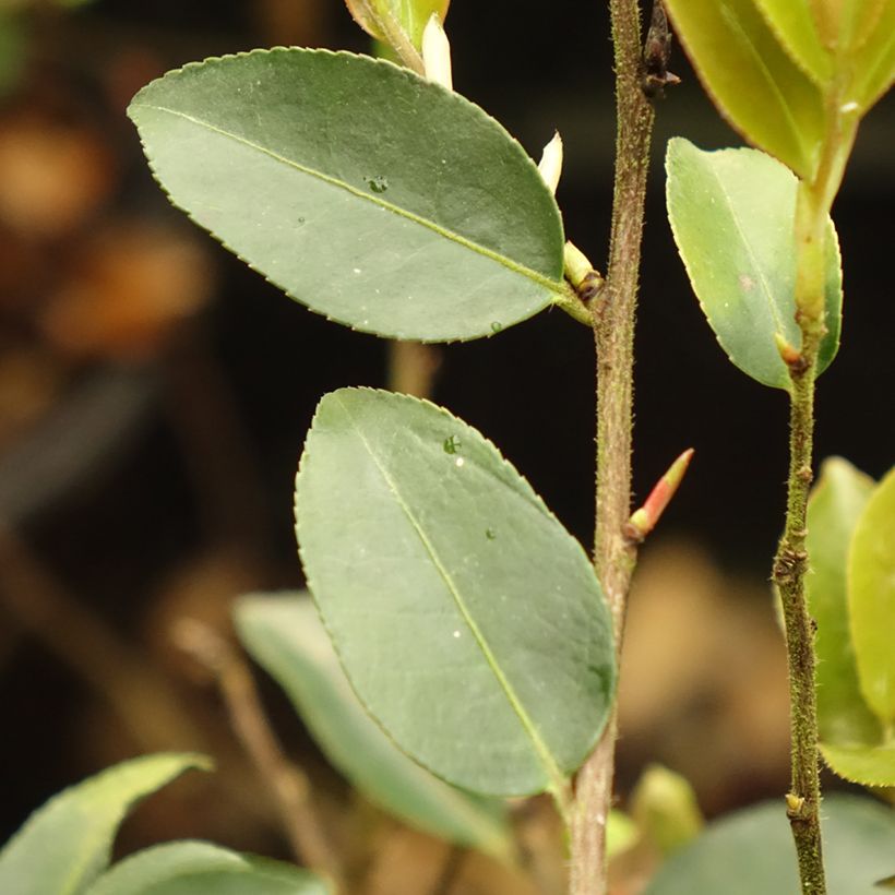 Camellia lutchuensis Fairy blush (Fogliame)