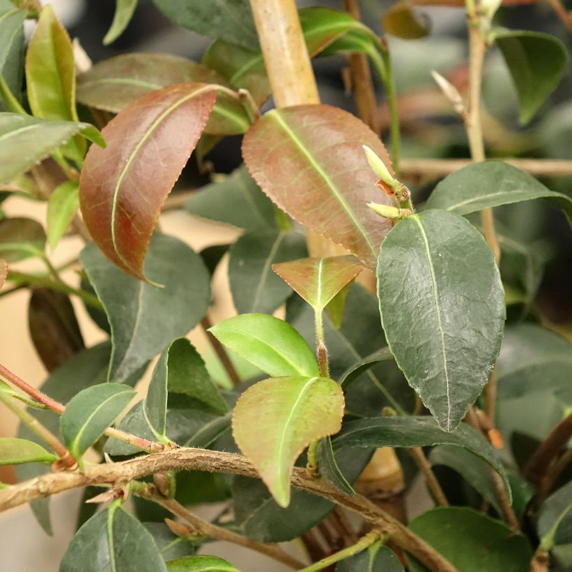 Camellia Gay Baby (Fogliame)