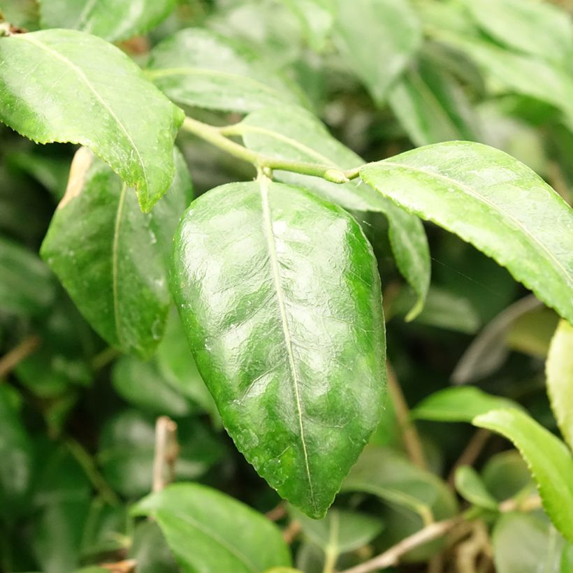 Camellia lutchuensis Koto No Kaori (Fogliame)