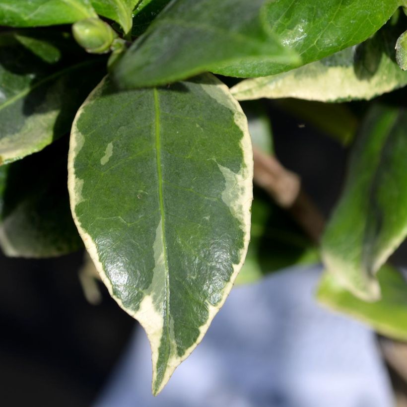 Camellia japonica Kerguelen (Fogliame)