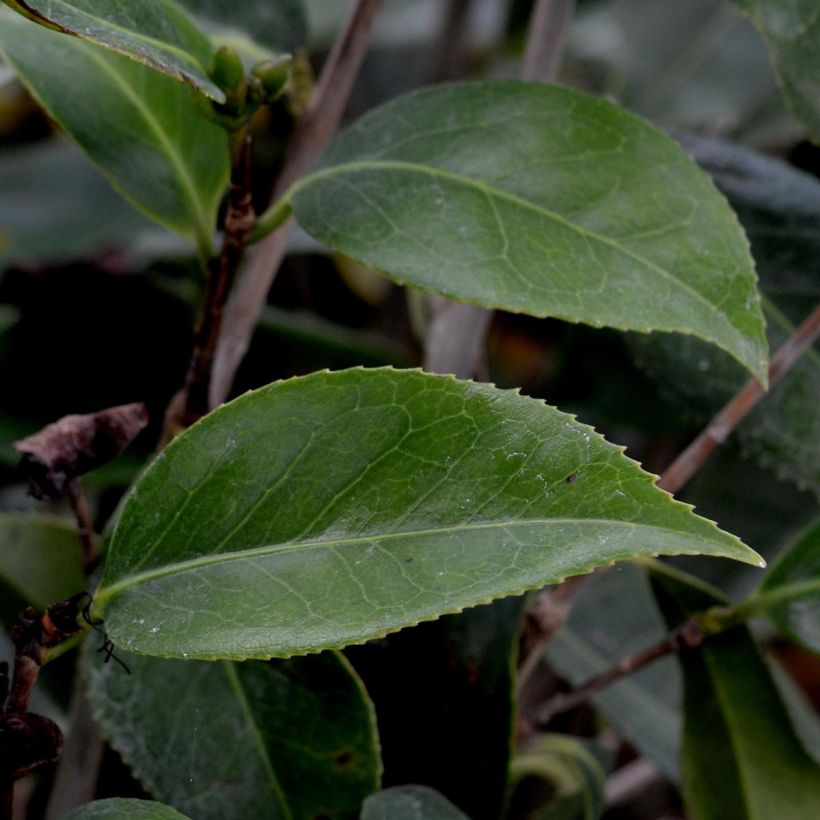 Camellia Royal Velvet (Fogliame)