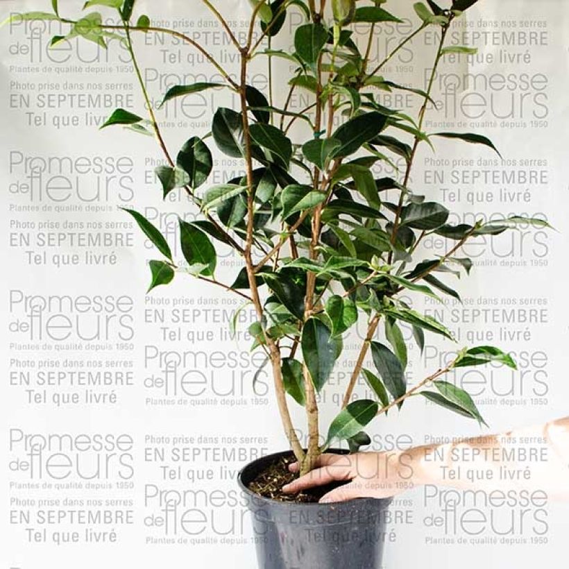 Esempio di esemplare Camélia classique - Camellia Royal Velvet Pot de 4L/5L come consegnato