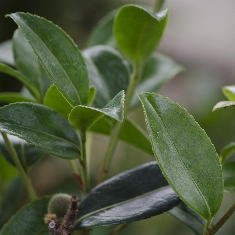 Camellia sasanqua Survivor (Fogliame)