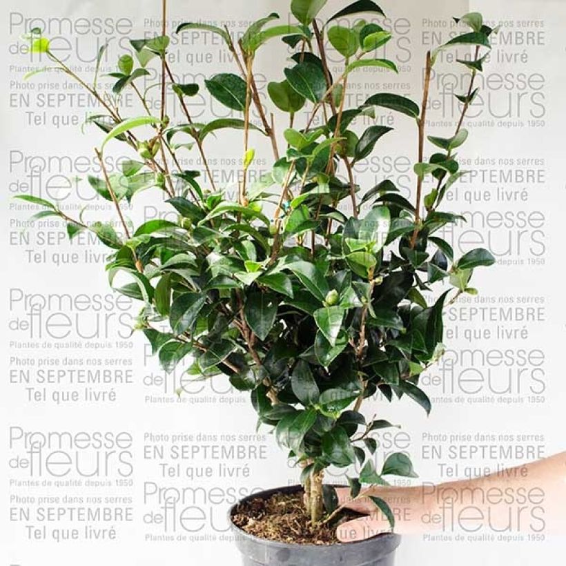 Esempio di esemplare Camélia d'automne - Camellia sasanqua Fukusutsumi Pot de 4L/5L come consegnato