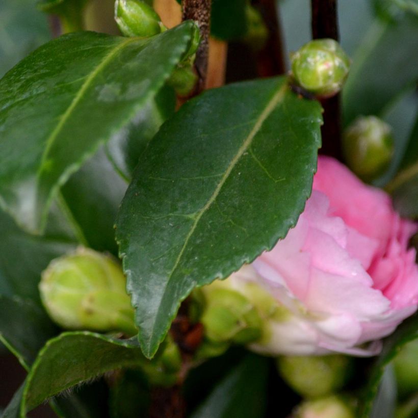 Camellia hiemalis Interlude (Fogliame)