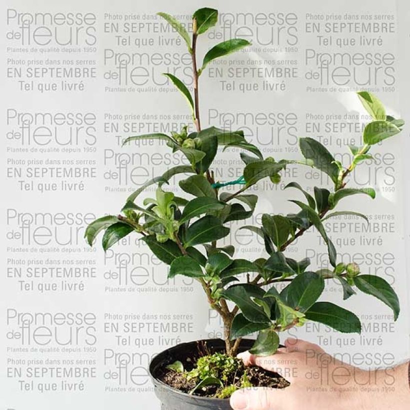 Esempio di esemplare Camélia d'automne - Camellia sasanqua Interlude Pot de 4L/5L come consegnato