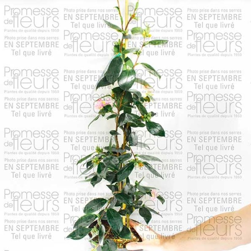 Esempio di esemplare Camélia d automne - Camellia sasanqua Showa no Sakae Pot de 4L/5L come consegnato