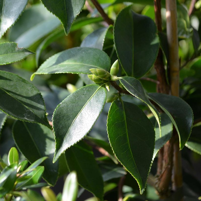 Camellia sasanqua Yume (Fogliame)