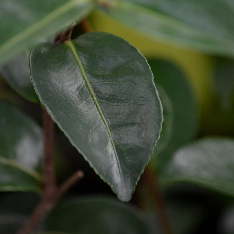 Camellia sasanqua Plantation Pink (Fogliame)