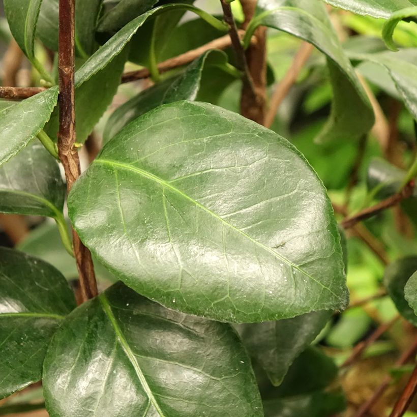 Camellia japonica Margaret Davis (Fogliame)