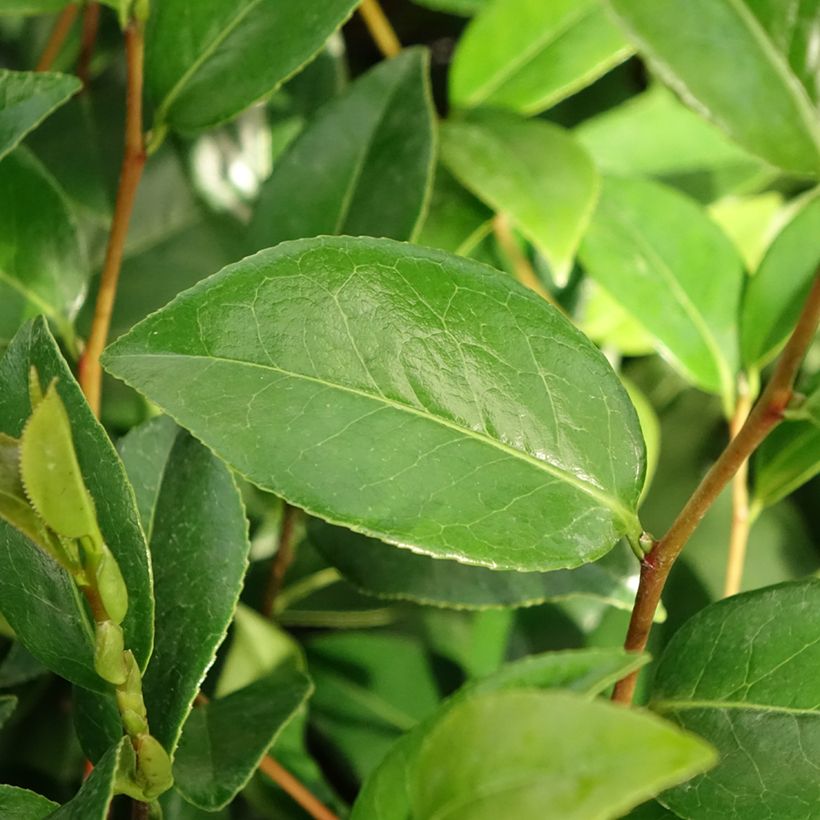 Camellia japonica Mark Alan (Fogliame)